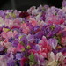 Barbara Sweet Photo 15