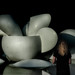 Laurie Peace Photo 7