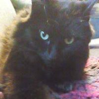 Lisa Whiting Photo 9