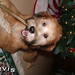 Joann Lash Photo 3