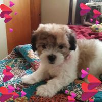 Sharon Tidwell Photo 17