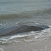 Sandy Pickens Photo 11