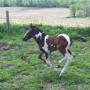 Audra Howell Photo 7