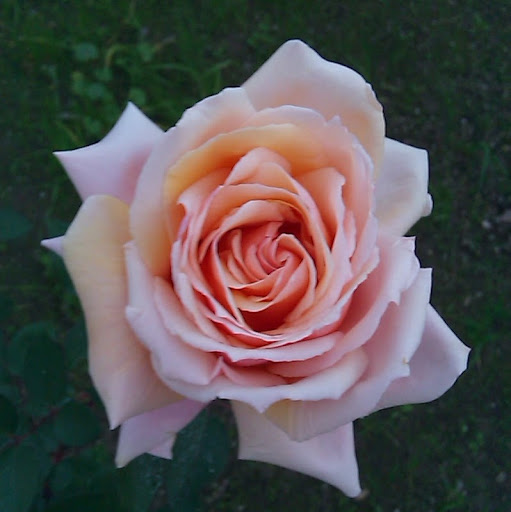 Judy Knight Photo 35