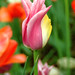 Max Flowers Photo 20