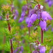 Erica Golden Photo 16