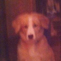 Gayle Ross Photo 12