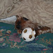 Lisa Forrest Photo 29