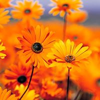 Nancy Nystrom Photo 15