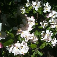 Lise Foster Photo 7
