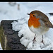 Robin Lamb Photo 4