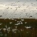 Wade Bird Photo 13