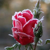Janene Clark Photo 19