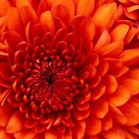 Debbie Griffin Photo 57