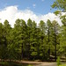 Jerome Forest Photo 6