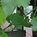 Philip Vines Photo 6