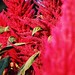 Ruby Bloom Photo 10