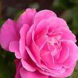 Eleanor David Photo 7