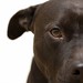 Terrie Brown Photo 10