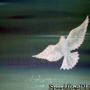Debra Cook Photo 20