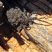 Shannon Wolf Photo 21