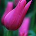 Mike Phipps Photo 10