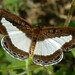 Remedios Brown Photo 5