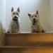 Heather Kirby Photo 17