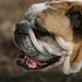 Frank Buford Photo 9