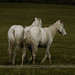 Heather Waller Photo 33