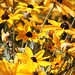 Susan Prescott Photo 35