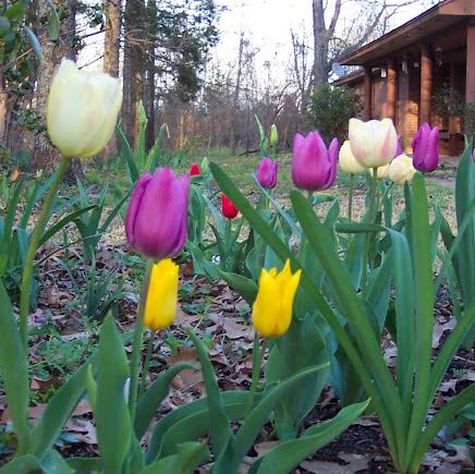 Carolyn Pope Photo 26