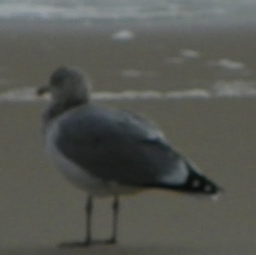 Susan Hollenbeck Photo 17