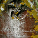 Judith Allen Photo 13