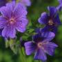 Janice Kraemer Photo 9