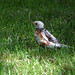 Robin Layman Photo 20