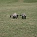 Burton Lamb Photo 6