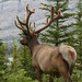 Robert Bateman Photo 29