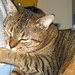 Tabitha Brown Photo 20