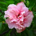 Gayle Hoffman Photo 21