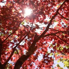 Teresa Adair Photo 23