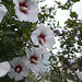 Sharon Donaldson Photo 12