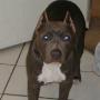 Wilbert Robinson Photo 16