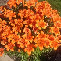 Cathy Sherman Photo 20