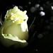 Ann Mattson Photo 18