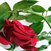 Rose Amato Photo 7