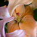 Stacy Lilly Photo 3