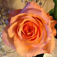 Marie Holt Photo 38
