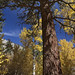 Jeffrey Forest Photo 11