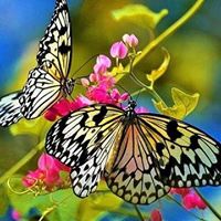 Joyce Horton Photo 18